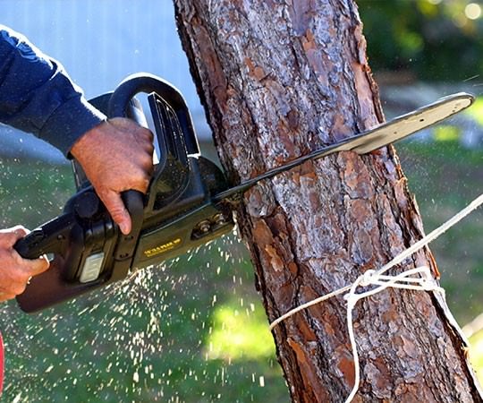 Спил деревьев в Обнинске и  Калужской области